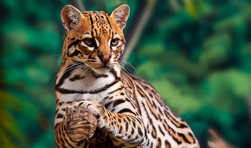 Ocelot facts distribution population BioDB